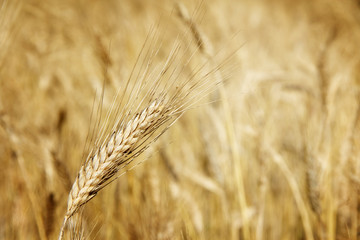 Wheat close-up