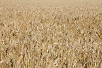 Wheat field