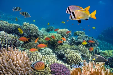 Foto op Plexiglas Onderwateropname van levendig koraalrif met een vis © vlad61_61
