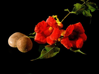 Trompetenblume - Campsis radicans