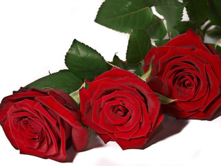 Baccara - rote Rose