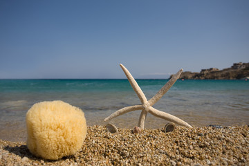 Stella marina in spiaggia