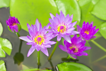 Purple lotus blossoms or water lily flowers blooming on pond.