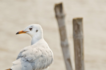 Seagull hold on bamboo