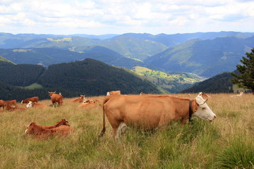 Vaches de Forêt Noire