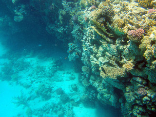 Naklejka na ściany i meble Кораллы Красное море - Corals, Red sea