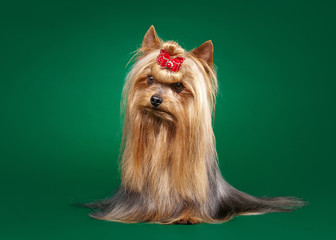 Naklejka premium yorkie puppy on dark green gradient background