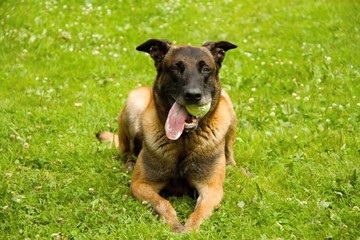 Lying dog with a tennis ball