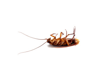 a cockroach