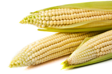 corn isolated on a white b