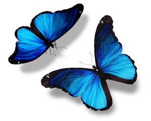 Obraz na płótnie Canvas Two blue butterflies, isolated on white background, concept of m
