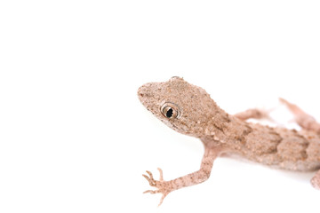 lizard on white background
