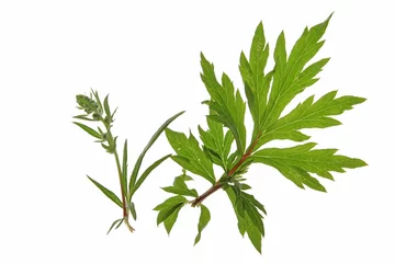 Papier peint Herbes Beifuss Artemisia vulgaris