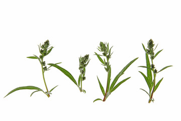 Fototapeta na wymiar Artemisia vulgaris Beifuss