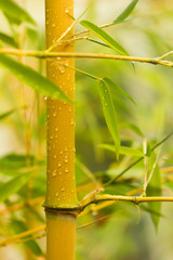 Fototapeta premium Yellow Bamboo - Phyllostachys