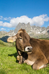 Fototapeta na wymiar Szczęśliwe krowy