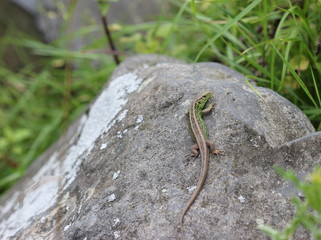 Zauneidechse auf Stein