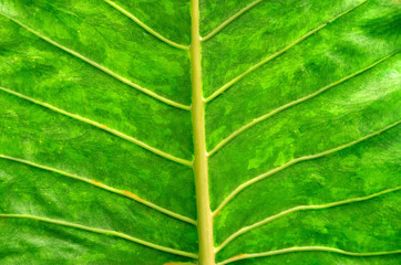 leaf