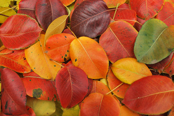 Autumn fall leaves