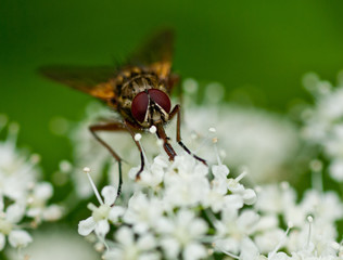 Front View of a Fly