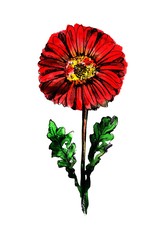 gerber flower