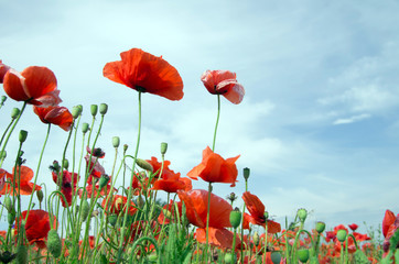 red poppy