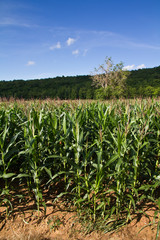 Naklejka premium Corn farm