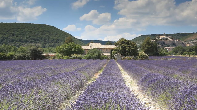 A field of lavender near to Banon in Provence