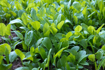 green leaves of sorrel in the background