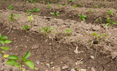Young peppers in the garden