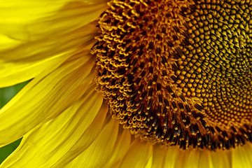 Sunflower 4