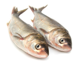 carp on a white background