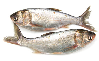 carp on a white background