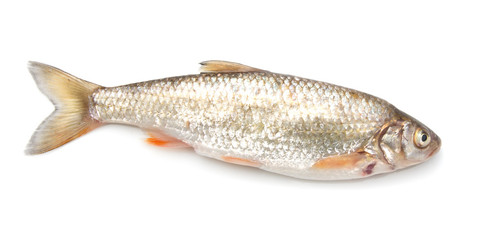 carp on a white background