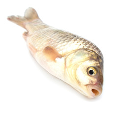 carp on a white background