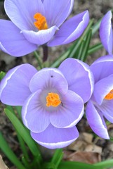 Crocus