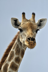 Giraffa Camelopardalis 2