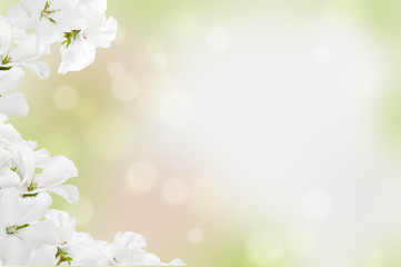 White flowers on a light background