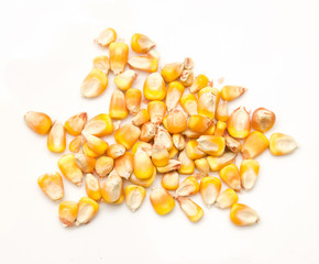 corn on a white background