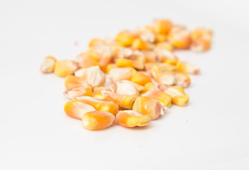 Fototapeta na wymiar corn on a white background
