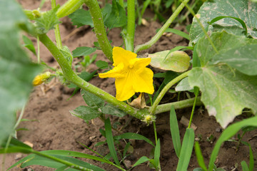 yellow flowers in nature