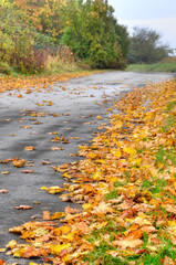 Nasse Straße im Herbst, Rutschgefahr, Laub, Straßenreinigung
