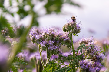 Bee on a phacelia flower
