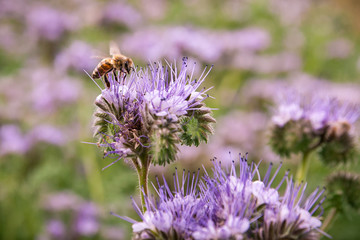 Bee on a phacelia field