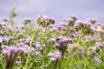 Bee on a phacelia field