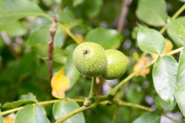 Walnuts on a tree