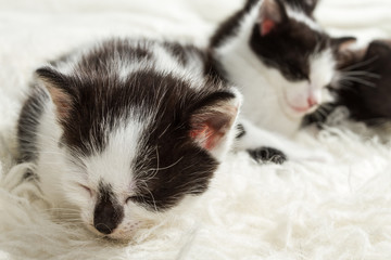 Closeup sleeping small kittens