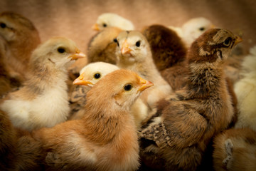 small chicks