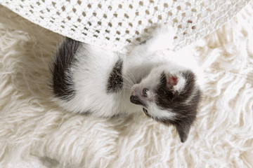 Little kitten playing with a hat