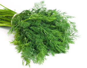 dill on white background